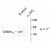 Western Blot: GABA A Receptor alpha 3 Antibody [NB100-61096] - Rat brain lysates from wild type (Control) and a3-knockout (a3-K/O) animals showing specific immunolabeling of the ~51k a3-subunit of the GABAA-R. The labeling was absent from a lysate prepared from á3-knockout animals.